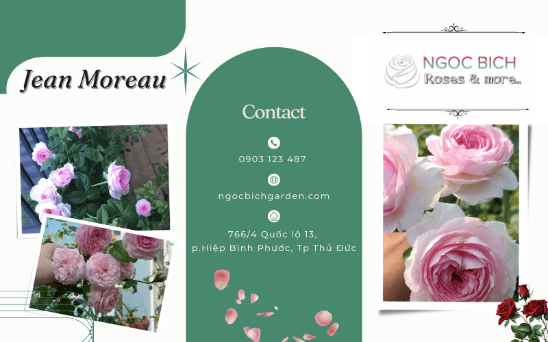Hoa hồng Mon Coeur Rose màu hồng nhạt cổ điển