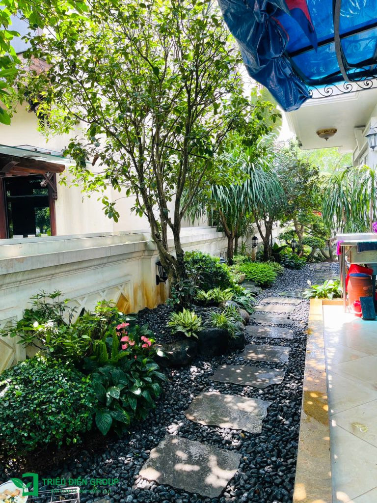 Hoa Hồng Môn, sắc hoa sang trọng tô điểm không gian biệt thự