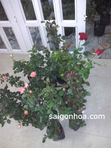 Hoa hồng nhung Đà Lạt với cánh hoa dày, màu sắc rực rỡ, thích hợp trồng sân vườn