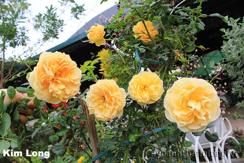 Hoa hồng vàng Kim Long với những cánh hoa vàng tươi tắn