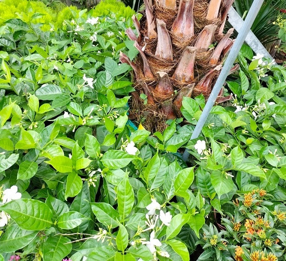 Hoa lài tây trồng trang trí sân vườn