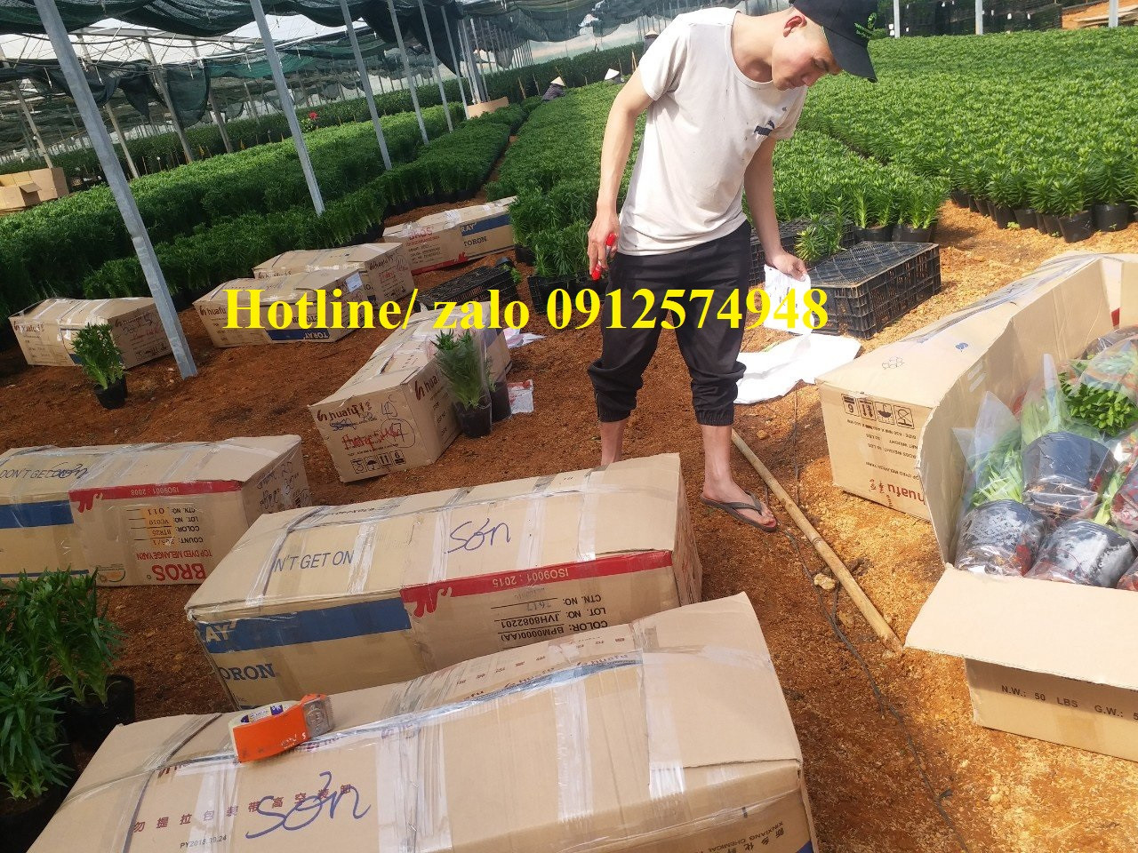 hoa-ly-chau-da-lat-tet-2023-gia-si-tai-vuon-5