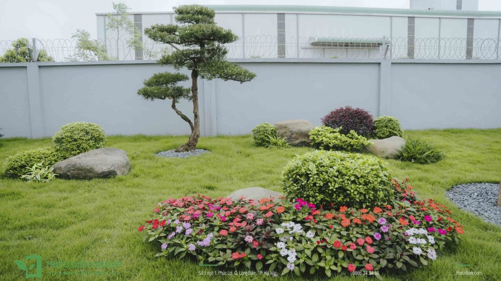 Hoa Mai Địa Thảo với vẻ đẹp mềm mại, quyến rũ và rực rỡ