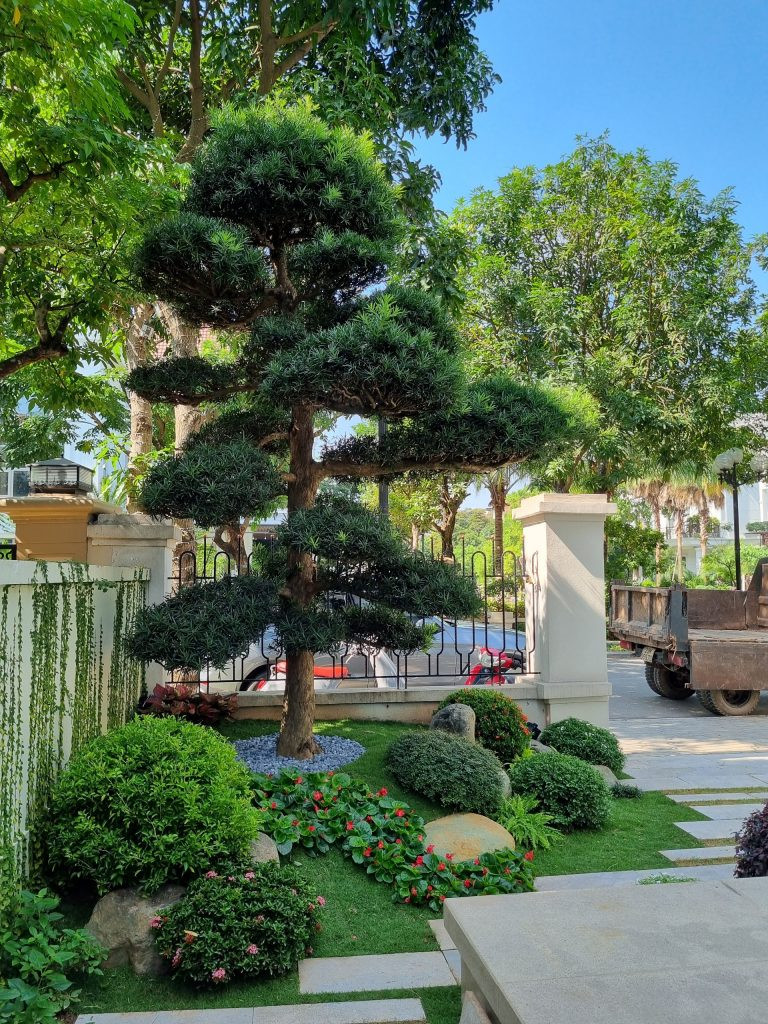 Hoa Mẫu Đơn Thái khoe vẻ đẹp kiêu sa cho sân vườn biệt thự