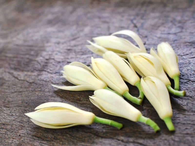 Hoa ngọc lan tươi nguyên liệu chính để làm tinh dầu tại nhà, một phần của quá trình làm vườn hoa tại nhà