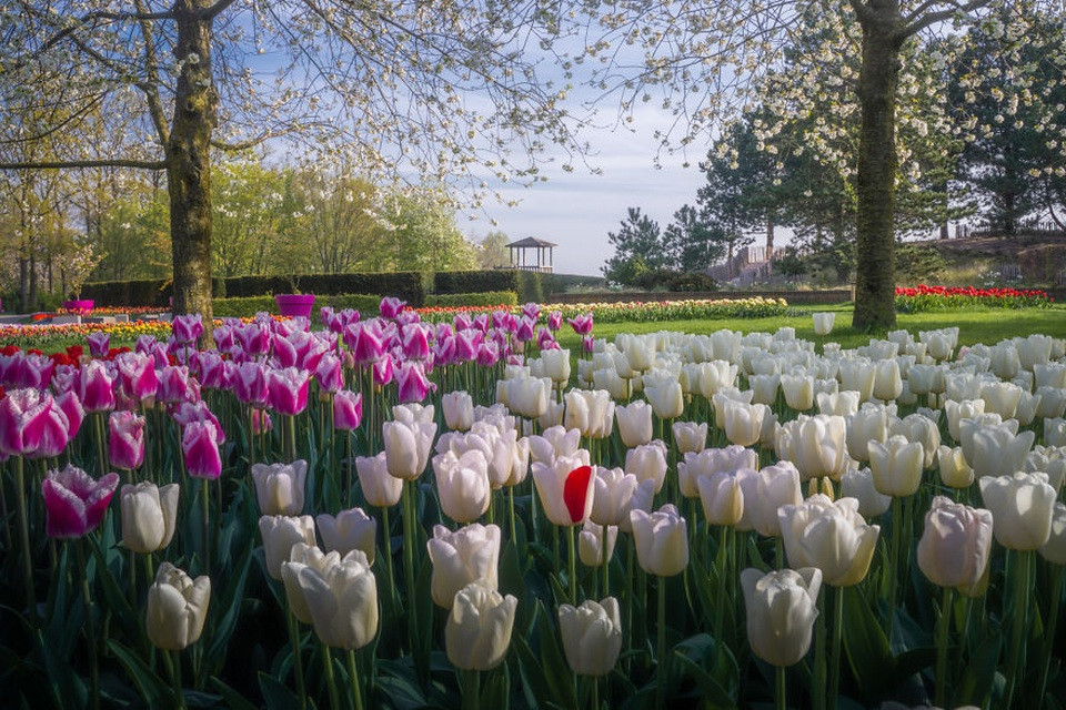 Hoa tulip trắng và vàng xếp thành đường cong mềm mại ở Keukenhof
