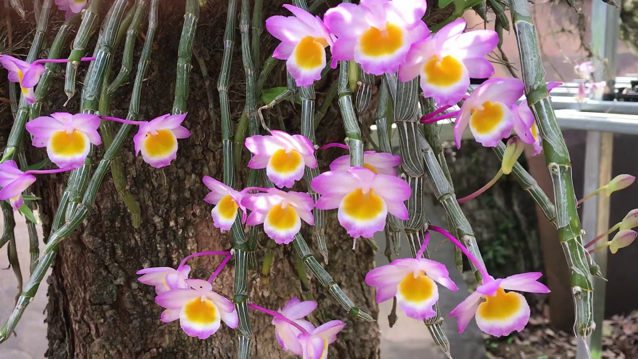 Hoàng Thảo Long Tu với vẻ đẹp hoang sơ
