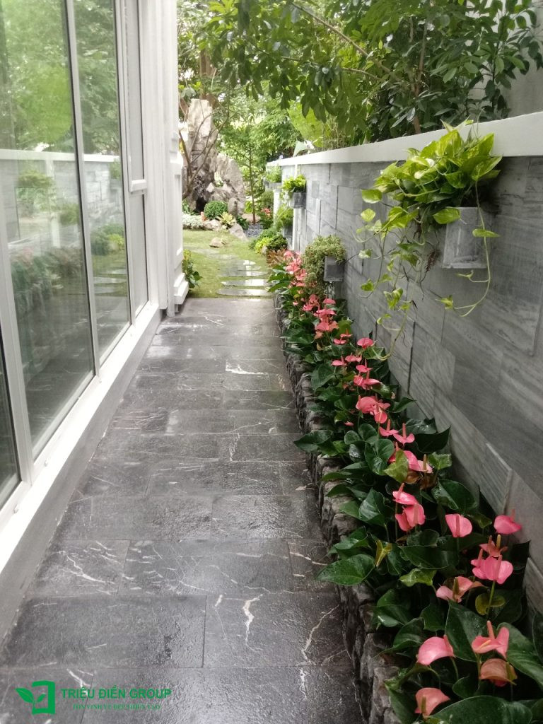 Hồng Môn với sắc đỏ và hồng rực rỡ, tô điểm cho sân vườn biệt thự