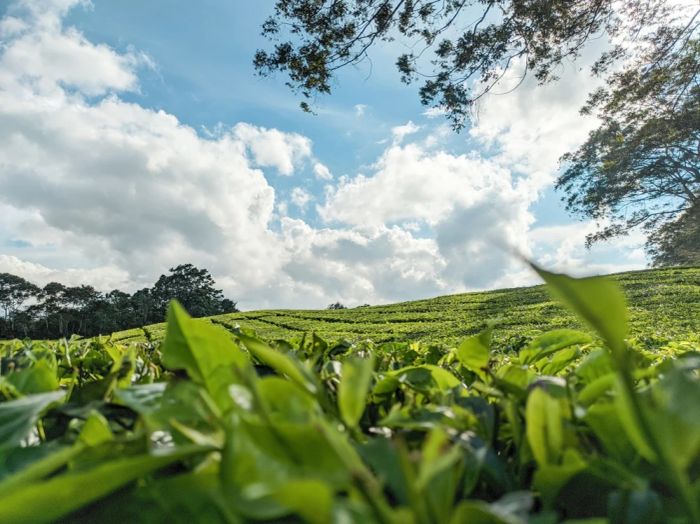 Vườn Chè Cầu Đất Farm Đà Lạt: Đồi chè xanh mướt, phong cảnh hữu tình, điểm đến "sống ảo" lý tưởng.