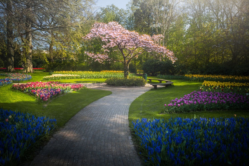 Keukenhof: Cánh đồng hoa tulip vàng và cam rực rỡ tạo điểm nhấn