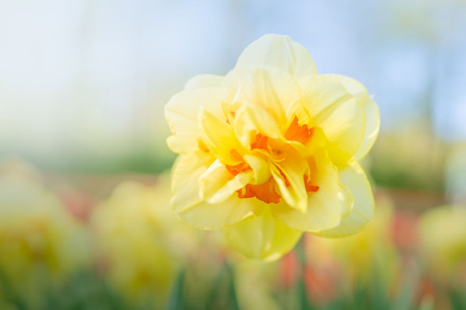 Keukenhof: Dòng hoa tulip cam rực rỡ bên hàng cây xanh mướt