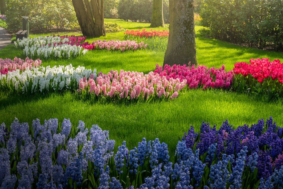 Keukenhof: Lối đi quanh co giữa thảm hoa tulip cam và đỏ