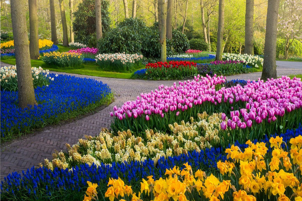 Keukenhof: Sắc đỏ và trắng tinh khôi của hoa tulip bên lối đi