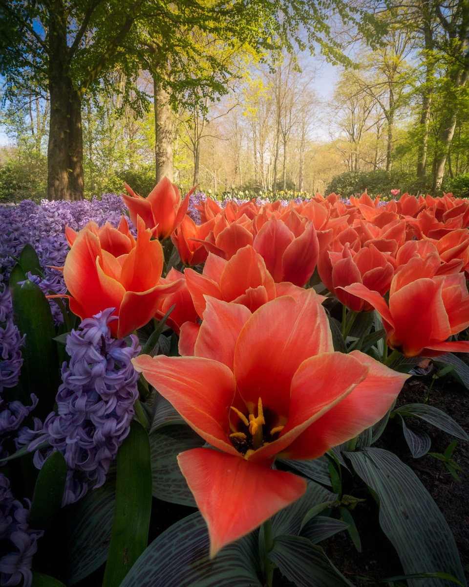Keukenhof với hoa tulip vàng rực rỡ xen lẫn sắc đỏ