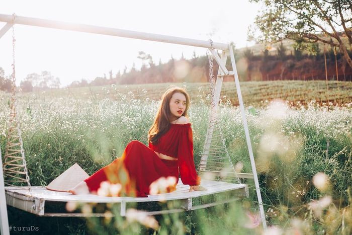 Khách du lịch đang tận hưởng vẻ đẹp của vườn hoa cải trắng Kimi Farm vào mùa nở rộ