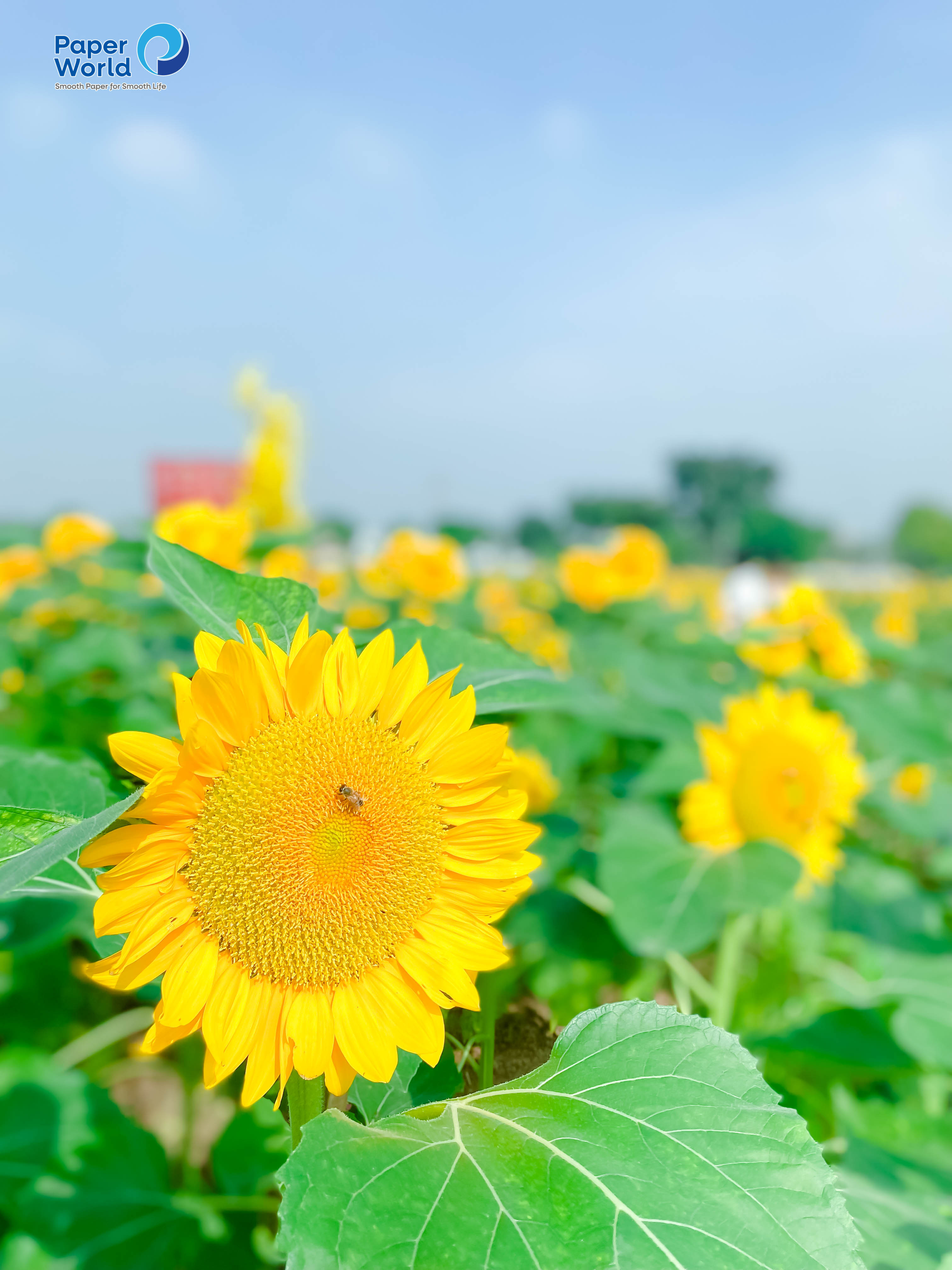 Khoảnh khắc gia đình quây quần bên nhau giữa sắc vàng của mùa hướng dương tại Vườn hoa hướng dương tại Thủ Đức, tạo nên những kỷ niệm ấm áp và đáng nhớ.