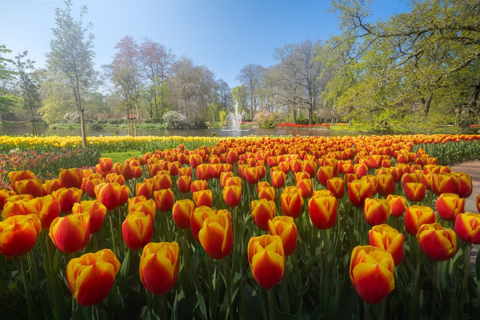 Khóm hoa tulip hồng và đỏ rực rỡ, vẻ đẹp tinh khôi trong tĩnh lặng