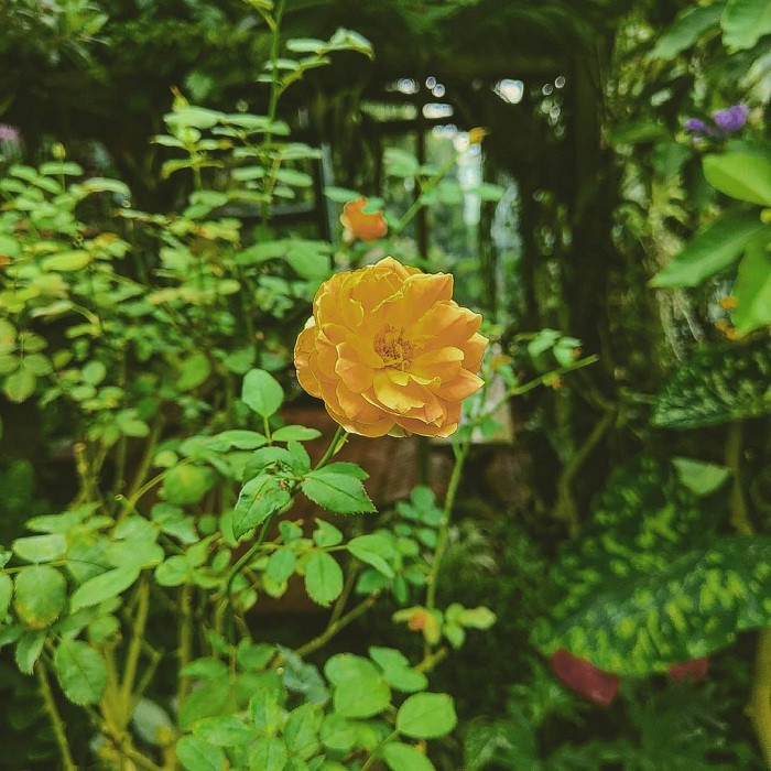 Không gian lãng mạn tại Vũ Garden, nơi du khách có thể hóa thân thành nàng thơ giữa vườn hoa hồng đẹp nhất Việt Nam