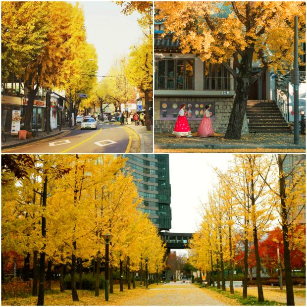Không gian yên bình, phủ màu vàng của lá thu tại Samcheongdong.