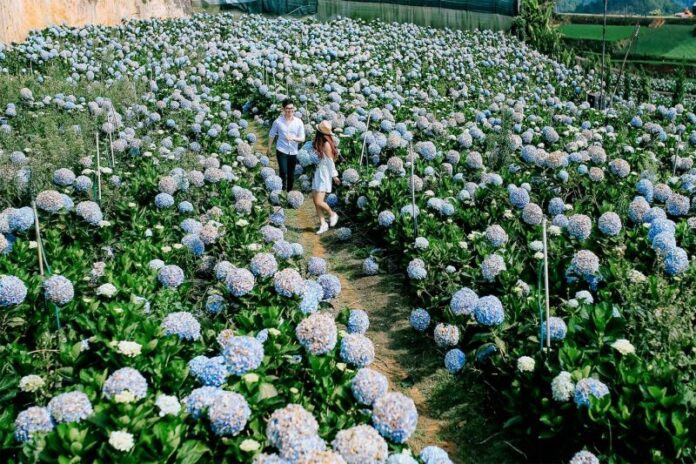 Khu vực hoa cẩm tú cầu nở rộ tại Làng hoa Vạn Thành, điểm đến quen thuộc cho những ai yêu hoa tại Đà Lạt.