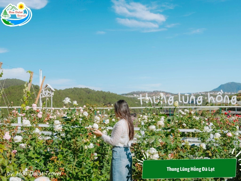 Khu vườn hoa hồng ngập tràn sắc hoa và hương thơm dịu dàng ở Thung Lũng Hồng Đà Lạt