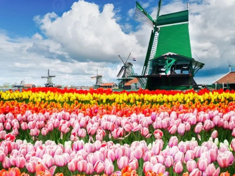 Khung cảnh Keukenhof ngập tràn sắc tulip