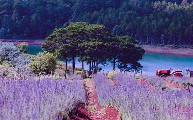 Khung cảnh lãng mạn của vườn hoa Lavender hồ Tuyền Lâm