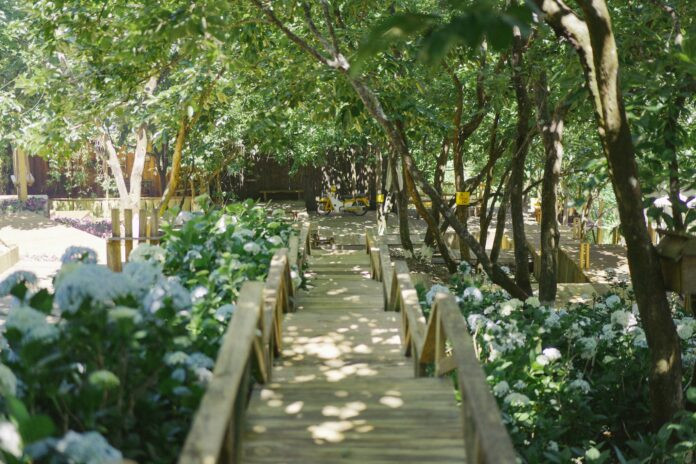 Khung cảnh mơ mộng của những bông hoa cẩm tú cầu tại quán Cafe Persimmon Đà Lạt, hòa mình với thiên nhiên phố núi.