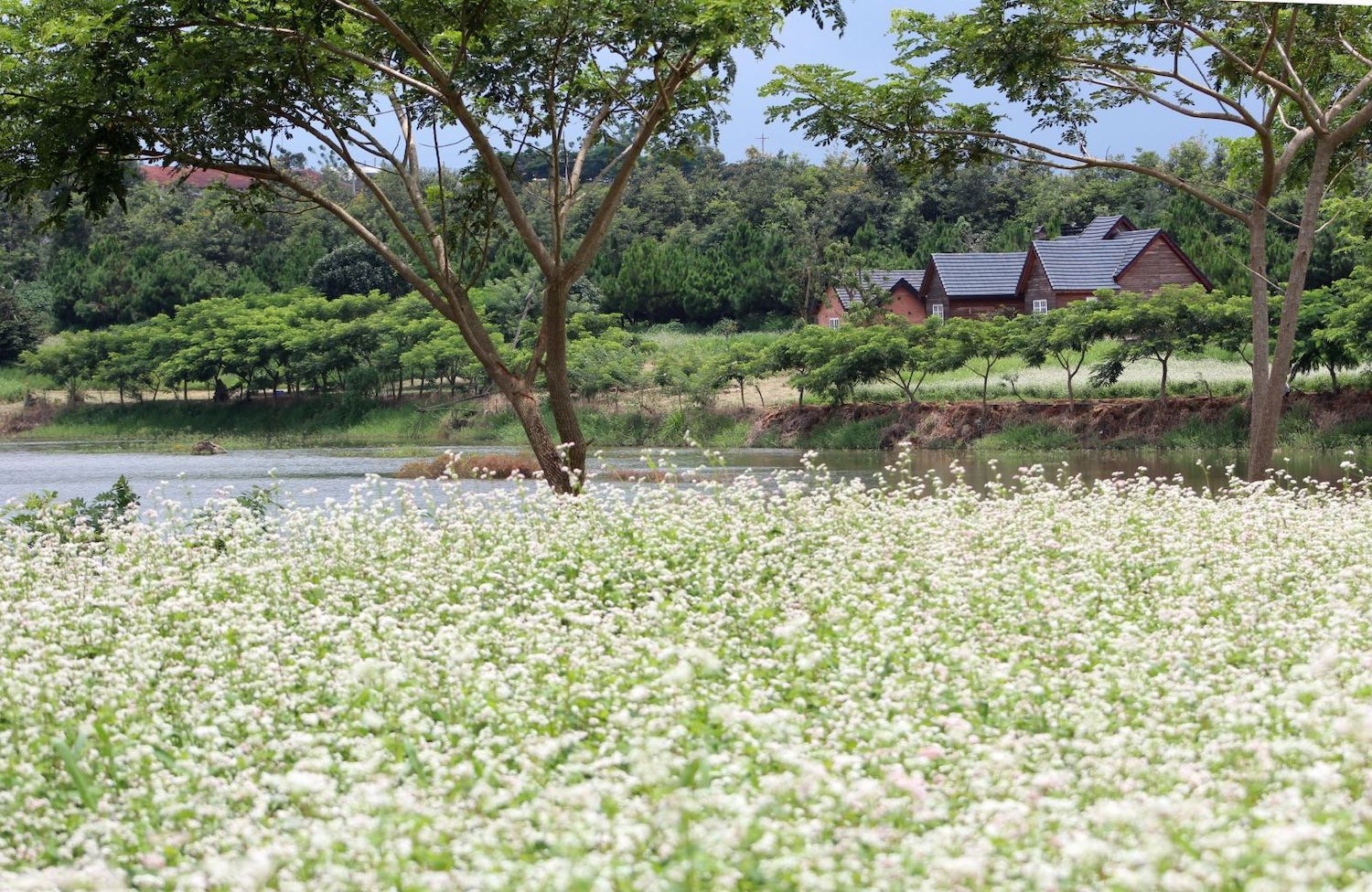 Khung cảnh mơ mộng của vườn hoa tam giác mạch Đà Lạt Milk Farm vào mùa hoa nở, lý tưởng cho việc chụp ảnh