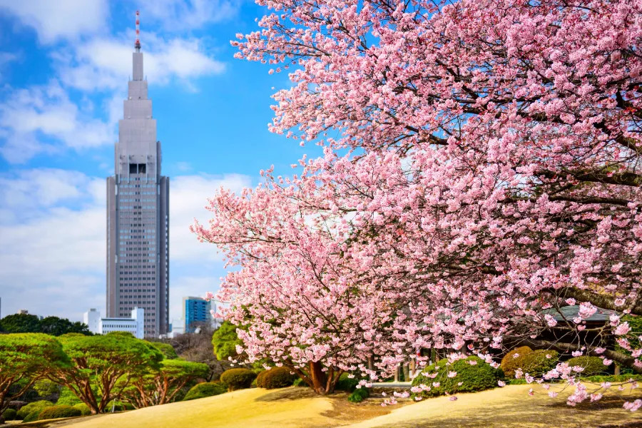 Khung cảnh thanh bình của Công viên Shinjuku Gyoen với đa dạng các loài hoa anh đào Nhật Bản đang khoe sắc