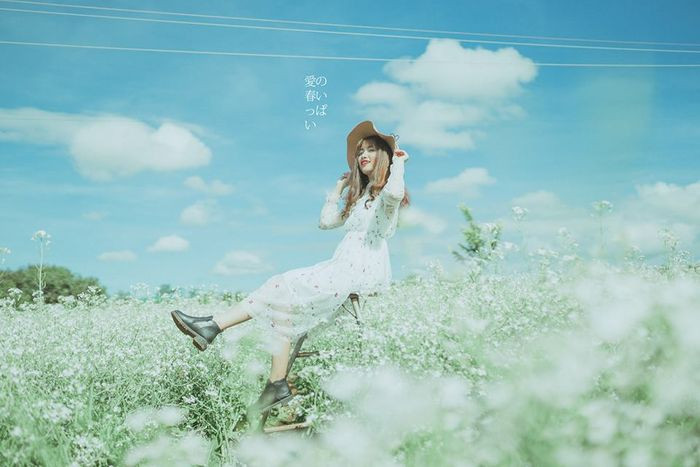 Khung cảnh toàn bộ vườn hoa cải trắng Đà Lạt Kimi Farm