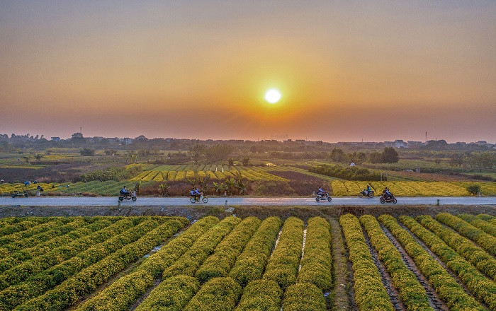 Khung cảnh toàn cảnh vườn hoa Cúc Chi
