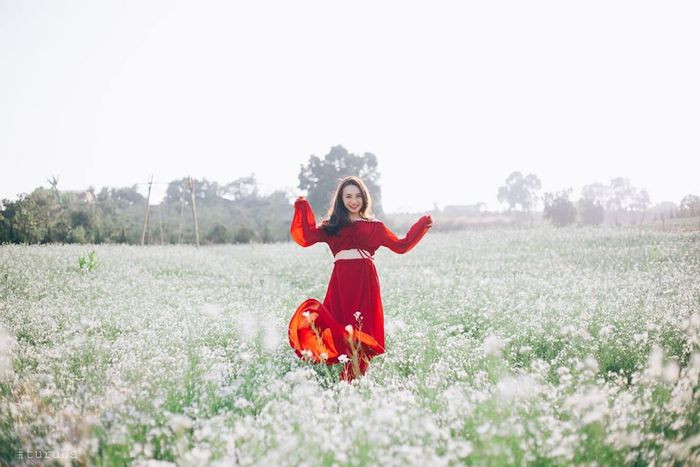 Khung cảnh vườn hoa cải trắng Đà Lạt Kimi Farm bao la và tuyệt đẹp