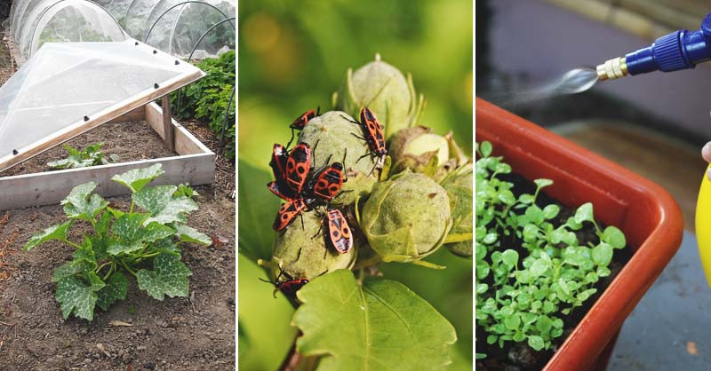 Kiểm soát sâu bệnh hại là yếu tố then chốt giúp vườn hoa luôn khỏe và đẹp