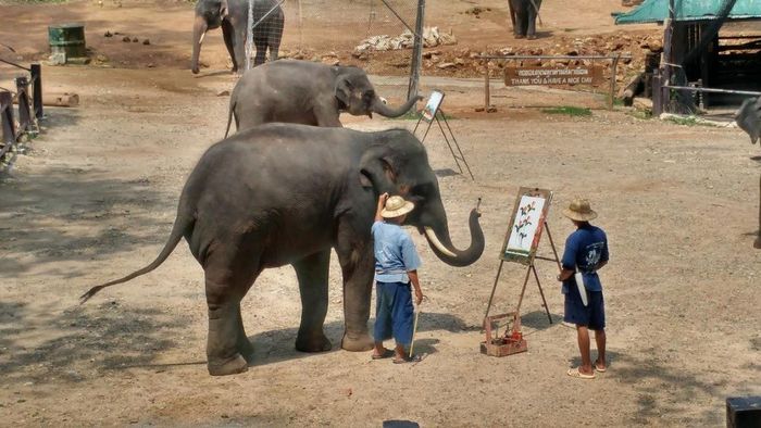 Trại voi Mae Sa Elephant Camp đem đến trải nghiệm độc đáo và thú vị cho du khách