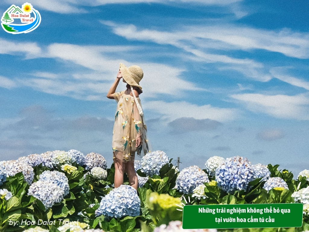 Kinh nghiệm tham quan vườn hoa cẩm tú cầu ở Đà Lạt