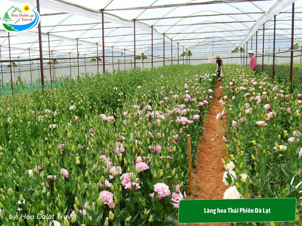 Làng hoa Thái Phiên Đà Lạt với những luống hoa được cắt tỉa gọn gàng