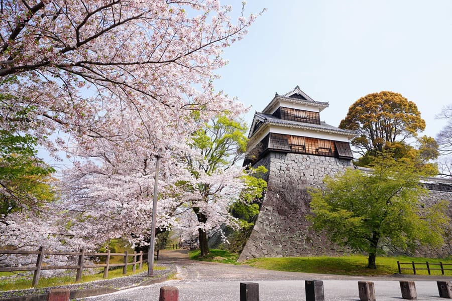 Lâu đài Kumamoto hùng vĩ được tô điểm bởi sắc hoa anh đào Nhật Bản dịu dàng, tạo nên khung cảnh tráng lệ