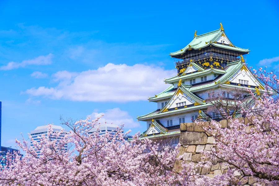 Lâu đài Osaka uy nghi nổi bật giữa công viên tràn ngập sắc hoa anh đào Nhật Bản vào mùa xuân