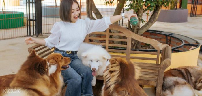 Trang Trại Cún Đà Lạt (Puppy Farm): Thiên đường cho những người yêu chó và cánh đồng hoa rực rỡ.