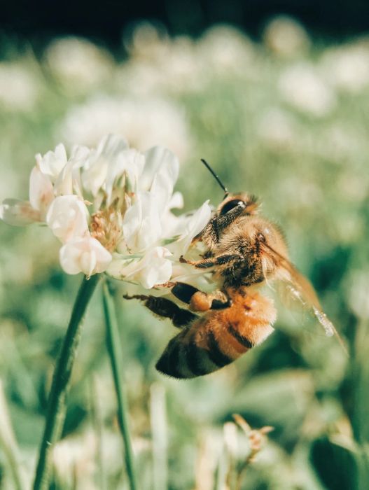 Trang Trại Ong - Bee Garden Đà Lạt: Khám phá quy trình lấy mật ong và thưởng thức đặc sản.