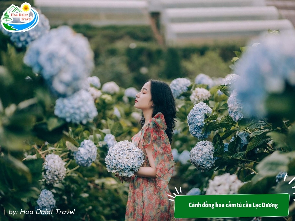 Lưu giữ những khoảnh khắc tuyệt đẹp giữa vườn hoa cẩm tú cầu Lạc Dương