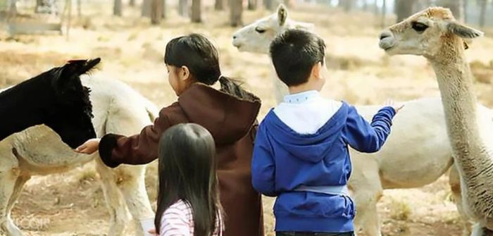 Trải nghiệm gần gũi tại Khu Vườn Thú ZooDoo Đà Lạt, nơi có nhiều loài vật đáng yêu và không gian cắm trại lý tưởng.
