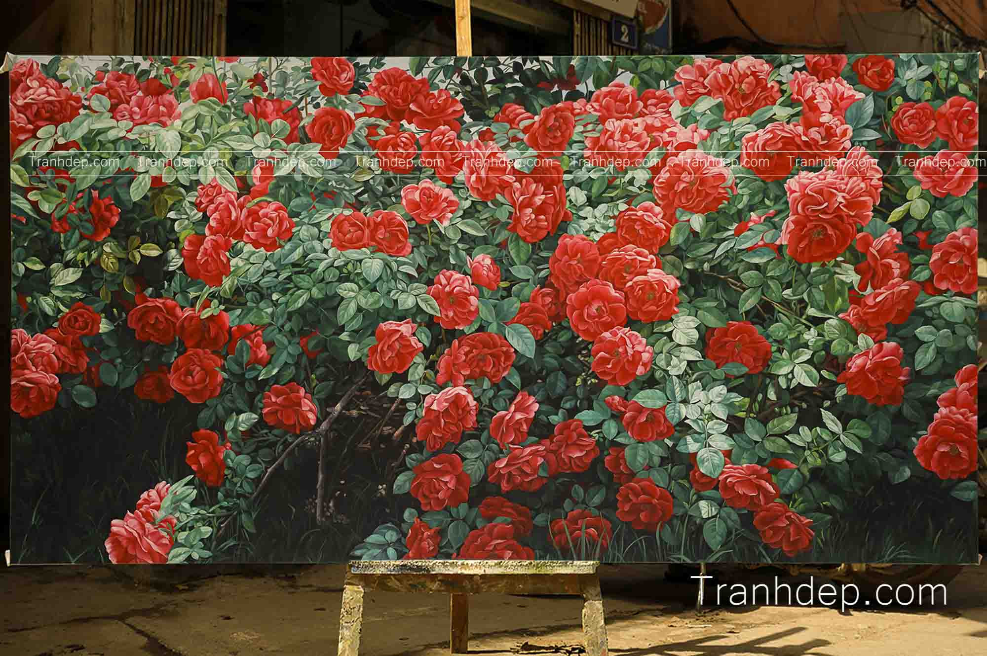 Một bông hồng nhung đỏ tươi rạng rỡ trong vườn, biểu tượng của vẻ đẹp thuần khiết