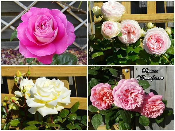 Một góc khác của vườn hoa hồng, nơi tình yêu hoa nở rộ qua từng cánh.