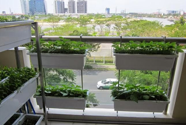 Một góc vườn hoa ban công chung cư với cây cảnh và rau xanh