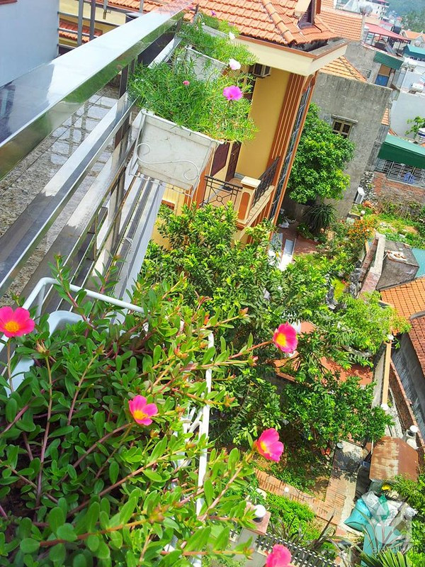 Một góc vườn hoa tràn ngập ánh nắng, làm nổi bật vẻ đẹp của từng đóa hoa ở Quảng Ninh