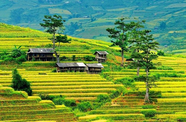 Cảnh quan ruộng bậc thang tại Mù Cang Chải