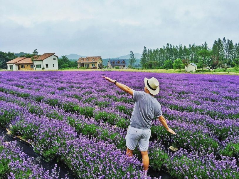 Mùa hoa Lavender nở rộ ở Đà Lạt