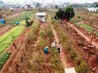 Nét truyền thống tại làng hoa đào Nhật Tân, Hà Nội, bổ sung vào bức tranh phong phú của các vườn hoa, bao gồm cả vườn hoa hồng lớn nhất Việt Nam.